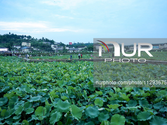 Tourists are visiting the ecological lotus pond in Huaying, China, on May 31, 2024. (