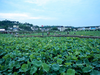 Tourists are visiting the ecological lotus pond in Huaying, China, on May 31, 2024. (