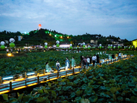 Tourists are visiting the ecological lotus pond in Huaying, China, on May 31, 2024. (