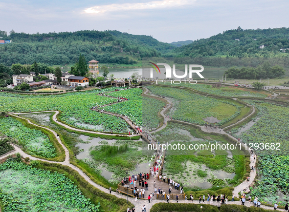 Tourists are visiting the ecological lotus pond in Huaying, China, on May 31, 2024. 