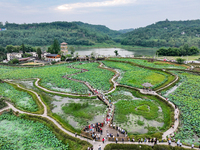 Tourists are visiting the ecological lotus pond in Huaying, China, on May 31, 2024. (