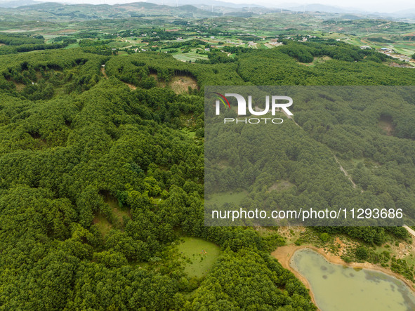 A forest farm is being seen in Bijie, China, on May 31, 2024. 