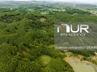 A forest farm is being seen in Bijie, China, on May 31, 2024. (