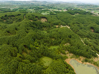 A forest farm is being seen in Bijie, China, on May 31, 2024. (