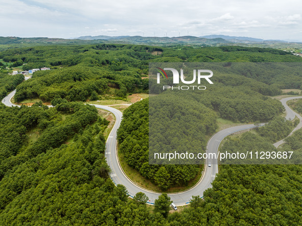 A forest farm is being seen in Bijie, China, on May 31, 2024. 