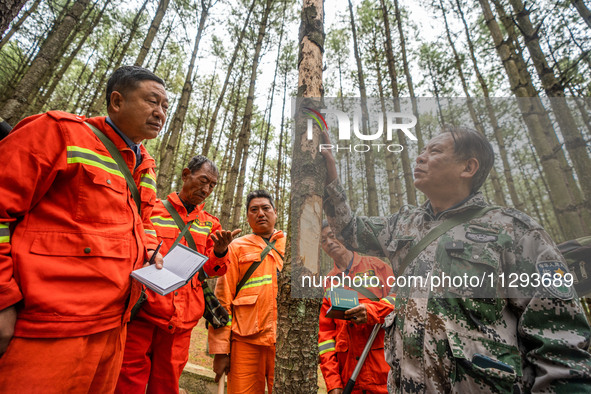 Forest rangers are checking the health of trees in Bijie, China, on May 31, 2024. 