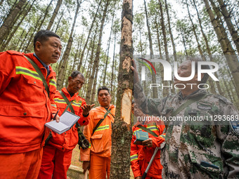 Forest rangers are checking the health of trees in Bijie, China, on May 31, 2024. (