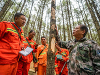 Forest rangers are checking the health of trees in Bijie, China, on May 31, 2024. (