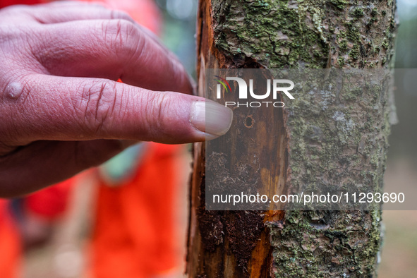 Forest rangers are checking the health of trees in Bijie, China, on May 31, 2024. 