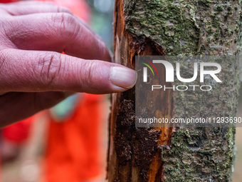 Forest rangers are checking the health of trees in Bijie, China, on May 31, 2024. (