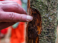 Forest rangers are checking the health of trees in Bijie, China, on May 31, 2024. (