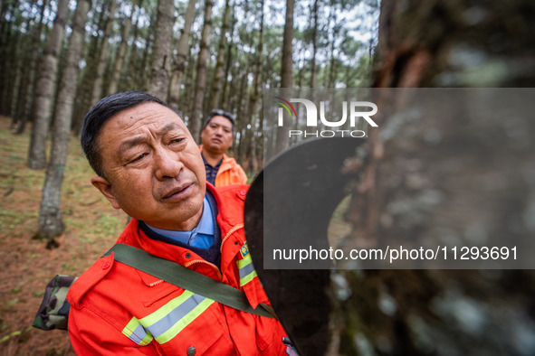 Forest rangers are checking the health of trees in Bijie, China, on May 31, 2024. 