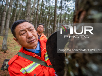 Forest rangers are checking the health of trees in Bijie, China, on May 31, 2024. (