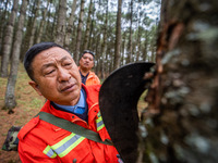 Forest rangers are checking the health of trees in Bijie, China, on May 31, 2024. (