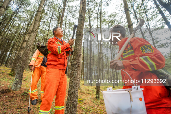 Forest rangers are checking the health of trees in Bijie, China, on May 31, 2024. 