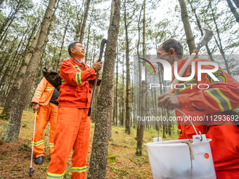 Forest rangers are checking the health of trees in Bijie, China, on May 31, 2024. (