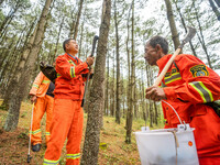 Forest rangers are checking the health of trees in Bijie, China, on May 31, 2024. (