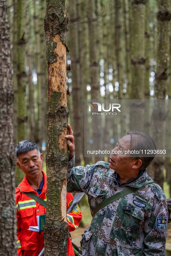 Forest rangers are checking the health of trees in Bijie, China, on May 31, 2024. 