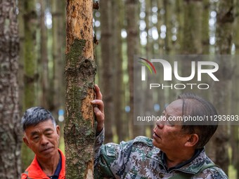 Forest rangers are checking the health of trees in Bijie, China, on May 31, 2024. (