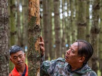 Forest rangers are checking the health of trees in Bijie, China, on May 31, 2024. (