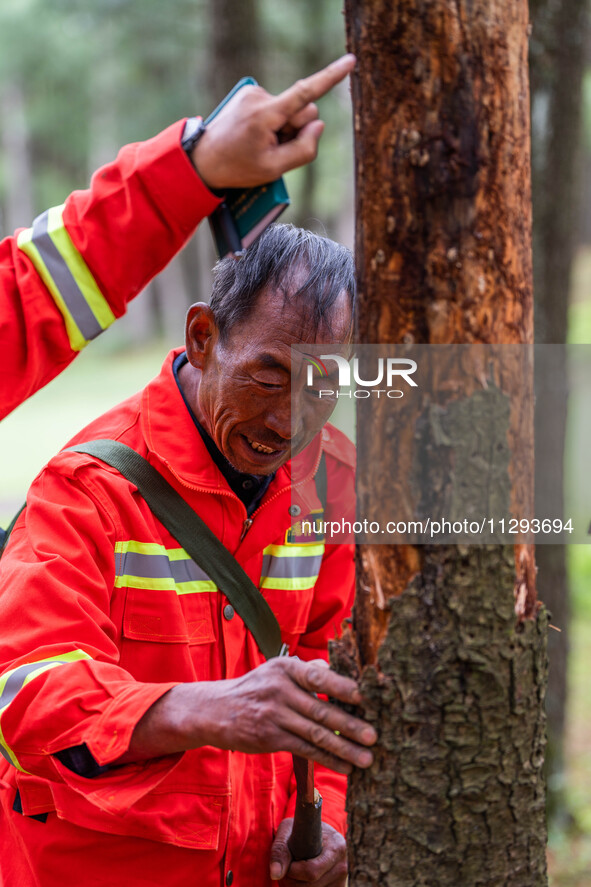 Forest rangers are checking the health of trees in Bijie, China, on May 31, 2024. 