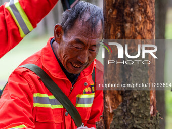 Forest rangers are checking the health of trees in Bijie, China, on May 31, 2024. (