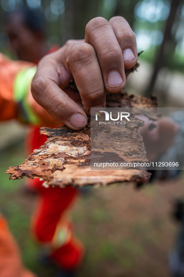 Forest rangers are checking the health of trees in Bijie, China, on May 31, 2024. 