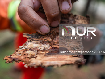 Forest rangers are checking the health of trees in Bijie, China, on May 31, 2024. (