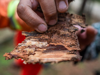 Forest rangers are checking the health of trees in Bijie, China, on May 31, 2024. (