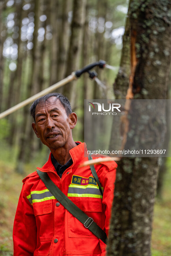 Forest rangers are treating trees with insecticides in Bijie, China, on May 31, 2024. 