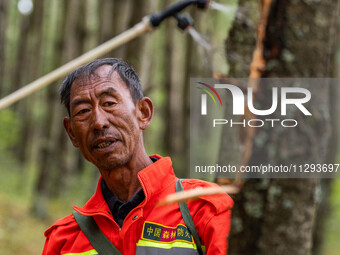 Forest rangers are treating trees with insecticides in Bijie, China, on May 31, 2024. (