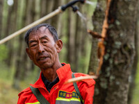 Forest rangers are treating trees with insecticides in Bijie, China, on May 31, 2024. (