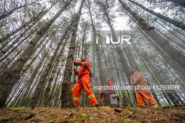 Forest rangers are patrolling a forest in Bijie, China, on May 31, 2024. 