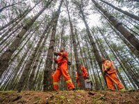 Forest rangers are patrolling a forest in Bijie, China, on May 31, 2024. (