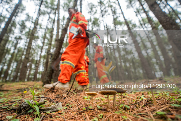 Forest rangers are patrolling a forest in Bijie, China, on May 31, 2024. 