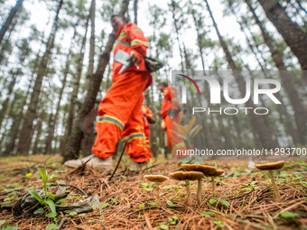 Forest rangers are patrolling a forest in Bijie, China, on May 31, 2024. (