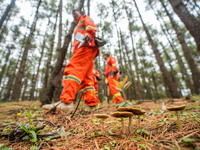 Forest rangers are patrolling a forest in Bijie, China, on May 31, 2024. (