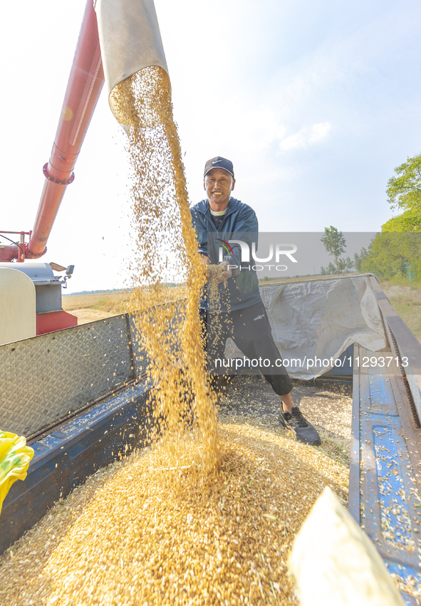 Farmers are harvesting wheat in a wheat field in Suqian, Jiangsu province, China, on May 31, 2024. 