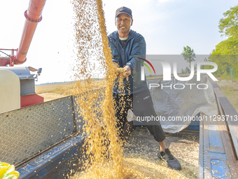 Farmers are harvesting wheat in a wheat field in Suqian, Jiangsu province, China, on May 31, 2024. (