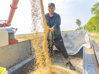 Farmers are harvesting wheat in a wheat field in Suqian, Jiangsu province, China, on May 31, 2024. (