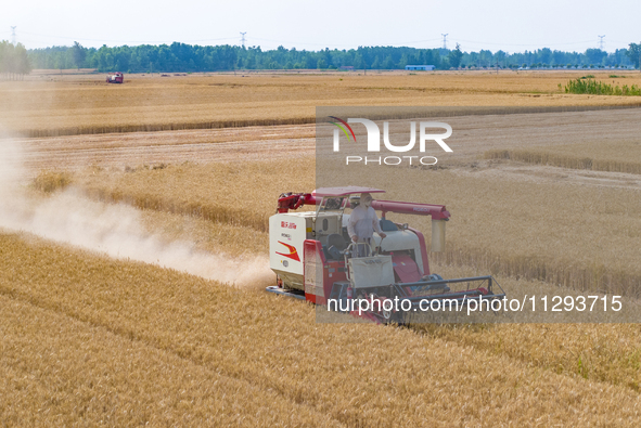 Farmers are harvesting wheat in a wheat field in Suqian, Jiangsu province, China, on May 31, 2024. 