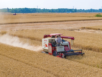 Farmers are harvesting wheat in a wheat field in Suqian, Jiangsu province, China, on May 31, 2024. (