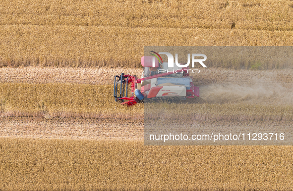 Farmers are harvesting wheat in a wheat field in Suqian, Jiangsu province, China, on May 31, 2024. 