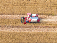 Farmers are harvesting wheat in a wheat field in Suqian, Jiangsu province, China, on May 31, 2024. (