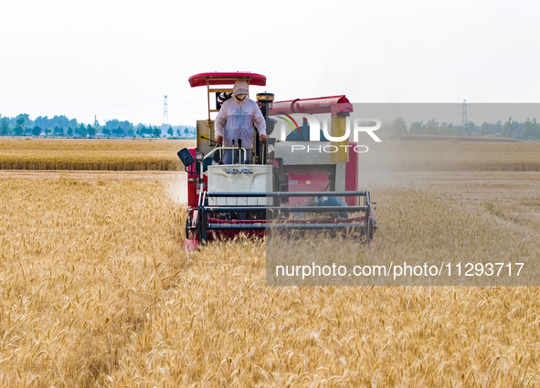 Farmers are harvesting wheat in a wheat field in Suqian, Jiangsu province, China, on May 31, 2024. 