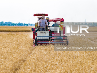 Farmers are harvesting wheat in a wheat field in Suqian, Jiangsu province, China, on May 31, 2024. (