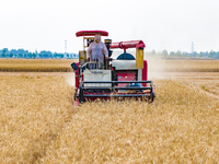 Farmers are harvesting wheat in a wheat field in Suqian, Jiangsu province, China, on May 31, 2024. (