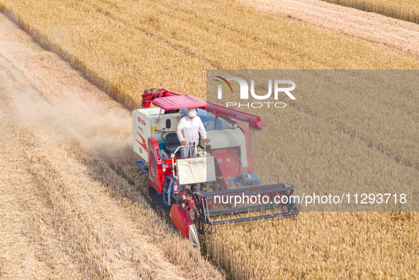 Farmers are harvesting wheat in a wheat field in Suqian, Jiangsu province, China, on May 31, 2024. 