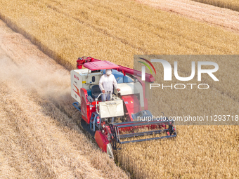 Farmers are harvesting wheat in a wheat field in Suqian, Jiangsu province, China, on May 31, 2024. (