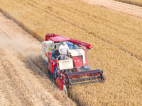 Farmers are harvesting wheat in a wheat field in Suqian, Jiangsu province, China, on May 31, 2024. (